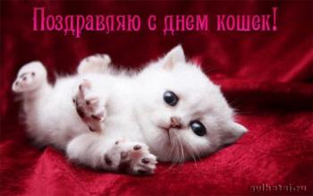 
Картинки Красивые поздравительные открытки с Всемирным днём кошек ...