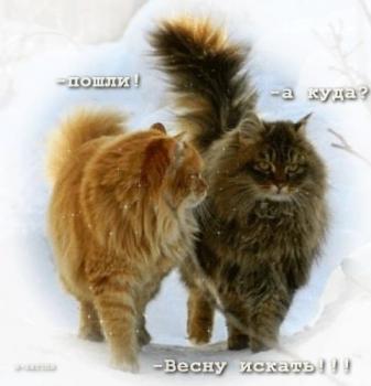 
Картинки Всемирный день кошек картинки Открытки к праздникам Откры...